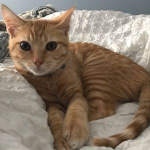 Meet your Posher, Morgan